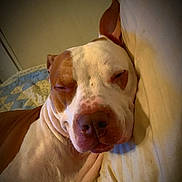 Dexter is registered to the contest to win money with this photo: dog, sleeping, pillow, bed, indoor, relaxed, brown, white, closeup, pet, resting, snout, ears, face, cozy, quilt, calm, cute, animal, companion