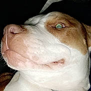 Dexter is registered to the contest to win money with this photo: animal, brown_and_white, canine, close_up, collar, couch, dog, domestic, ears, expression, face, fur, indoor, nostrils, pet, pillow, portrait, resting, side_view, snout