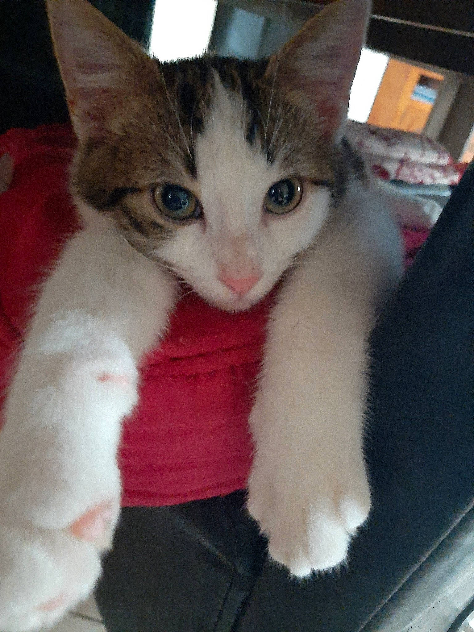 Juliette La Survivante