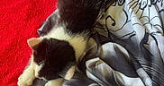 Volt participe au concours pour gagner de l'argent avec cette photo : kitten, cat, sleeping, bed, blanket, comforter, red, black, white, pet, animal, fur, resting, cozy, indoor, cute, small, young, domestic, relaxed