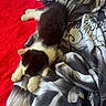 kitten, cat, sleeping, bed, blanket, comforter, red, black, white, pet, animal, fur, resting, cozy, indoor, cute, small, young, domestic, relaxed