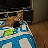 Volt a rejoint le concours — aidez-le/la à gagner de superbes lots ! cat, kitten, animal, pet, cuddle, indoor, blanket, furniture, television, wooden_floor, orange_cat, black_and_white_kitten, comfort, cute, domestic, resting, cozy, household, shelter, companionship