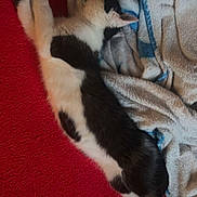 Volt a rejoint le concours — aidez-le/la à gagner de superbes lots ! cat, black_and_white, sleeping, stretched_out, carpet, red_carpet, blanket, blue_blanket, white_blanket, indoor, cozy, pet, animal, fur, relaxed, resting, cute, domestic_cat, mammal, whiskers
