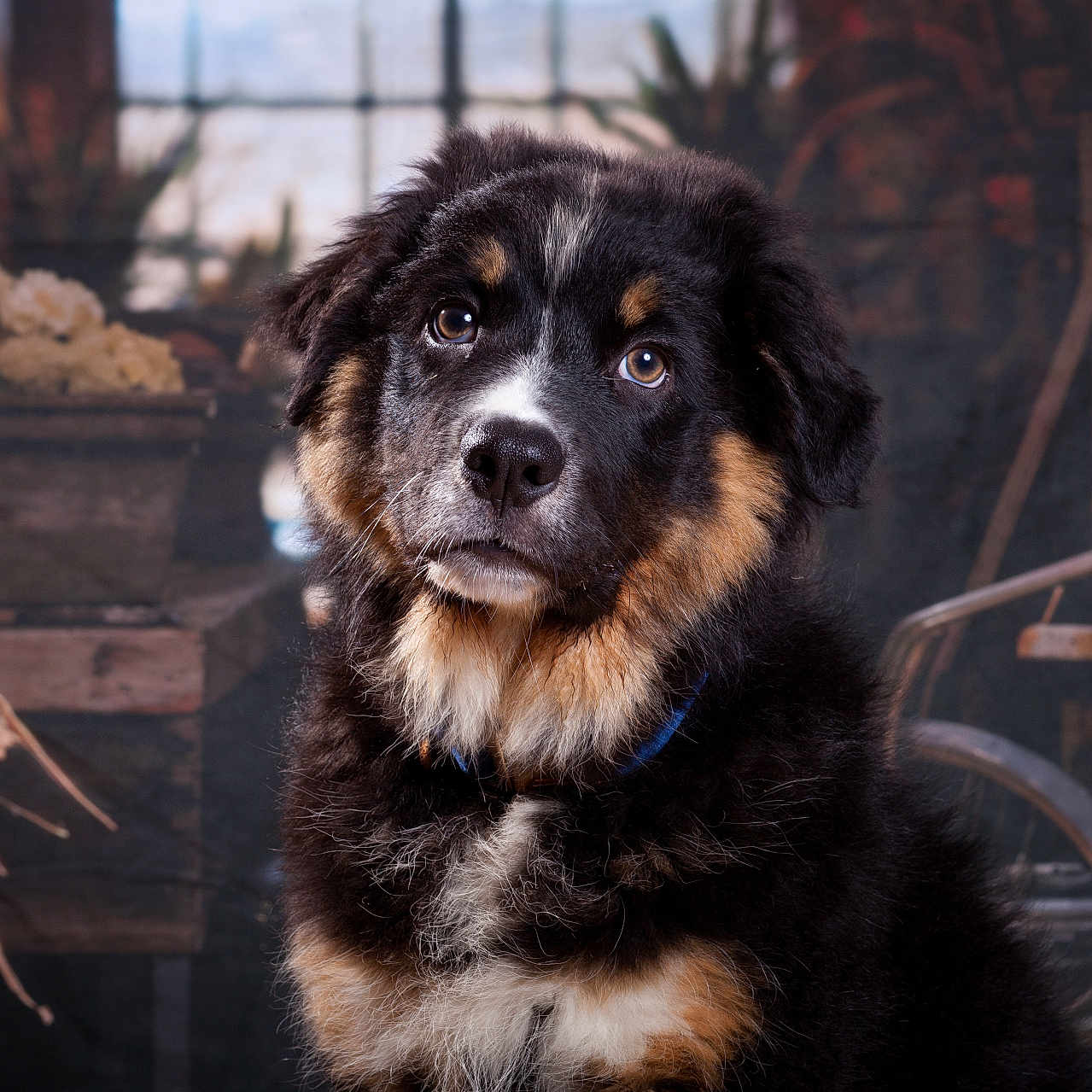 Viking a rejoint le concours — aidez-le/la à gagner de superbes lots ! airedale, alloywheel, animal, canine, car, carwheel, cockerspaniel, collie, dog, germanshepherd, hound, husky, labradorretriever, machine, newfoundland, papillon, pet, puppy, snout, terrier