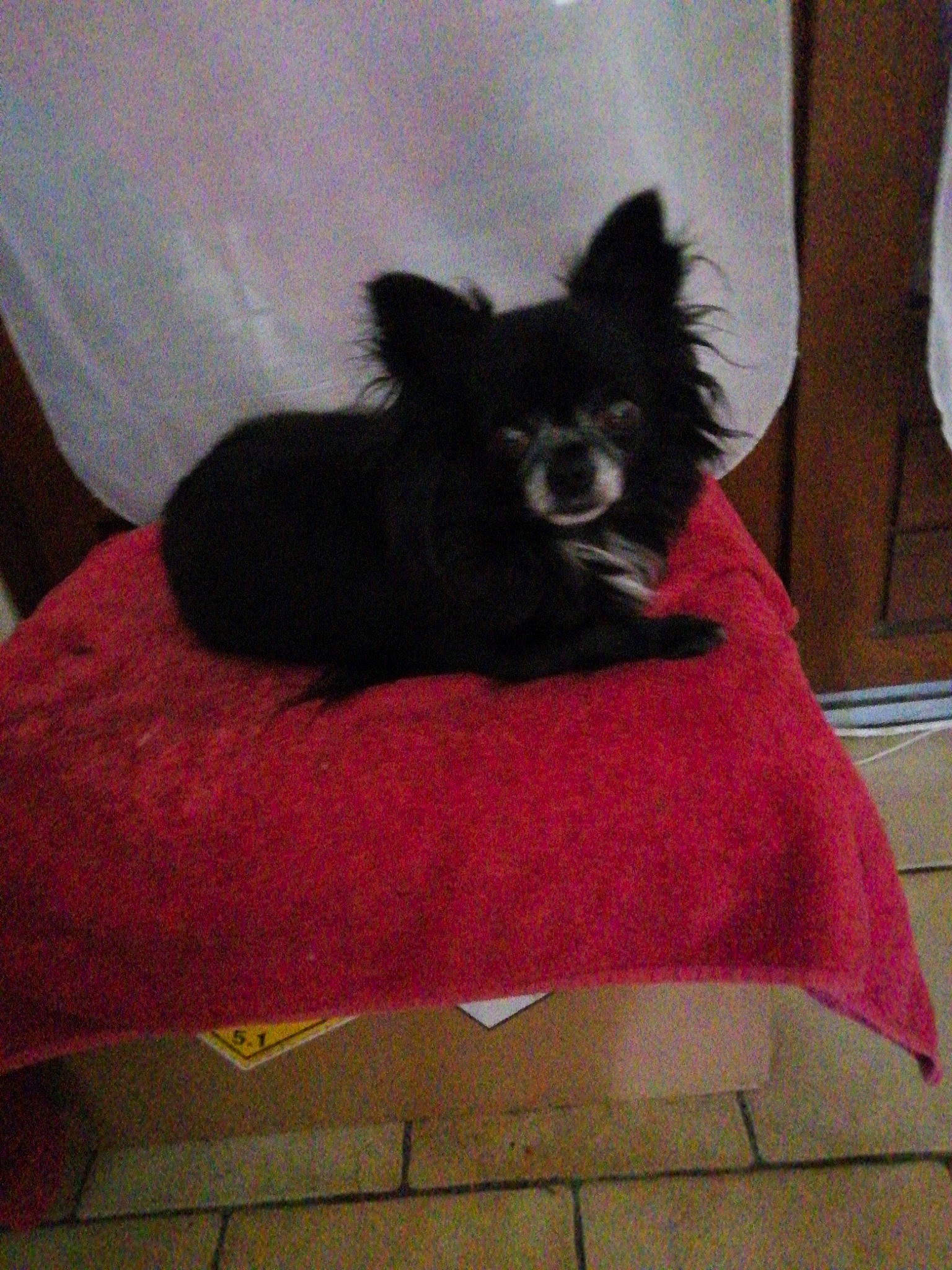 Puce participe au concours pour gagner de l'argent avec cette photo : canidae, carmine, carnivore, comfort, companion_dog, couch, dog, dog_breed, dog_supply, fawn, flooring, fur, non_sporting_group, pet_supply, snout, sporting_group, tail, toy_dog, whiskers, working_animal