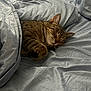 animal, bed, blanket, cat, comfort, cozy, cute, domestic_animal, ears, fur, indoor, nap, paws, pet, relaxation, resting, sleeping, soft, tabby, whiskers