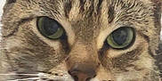 Molly Moo is registered to the contest to win money with this photo: animal, calm, cat, close_up, closeup, cute, domestic_cat, ears, face, feline, fur, green_eyes, indoor, looking_at_camera, mammal, nose, pet, portrait, tabby_cat, whiskers