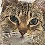 animal, calm, cat, close_up, closeup, cute, domestic_cat, ears, face, feline, fur, green_eyes, indoor, looking_at_camera, mammal, nose, pet, portrait, tabby_cat, whiskers