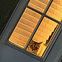 Molly Moo is registered to the contest to win money with this photo: animal, blinds, cat, closeup, curiosity, curious, domestic, door, face, feline, glass, home, indoor, looking, pane, peeking, pet, quiet, window, yellow_light