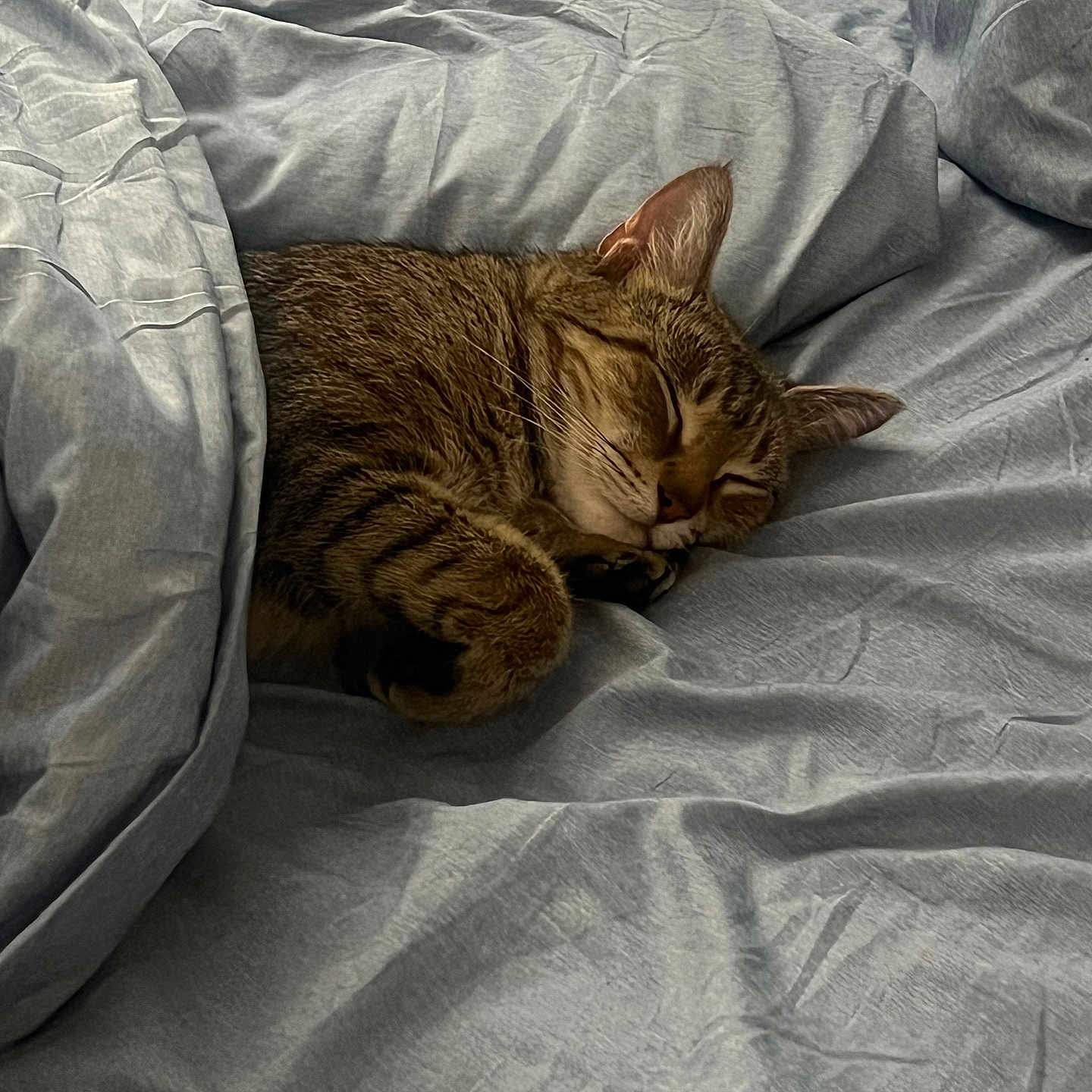 Molly Moo