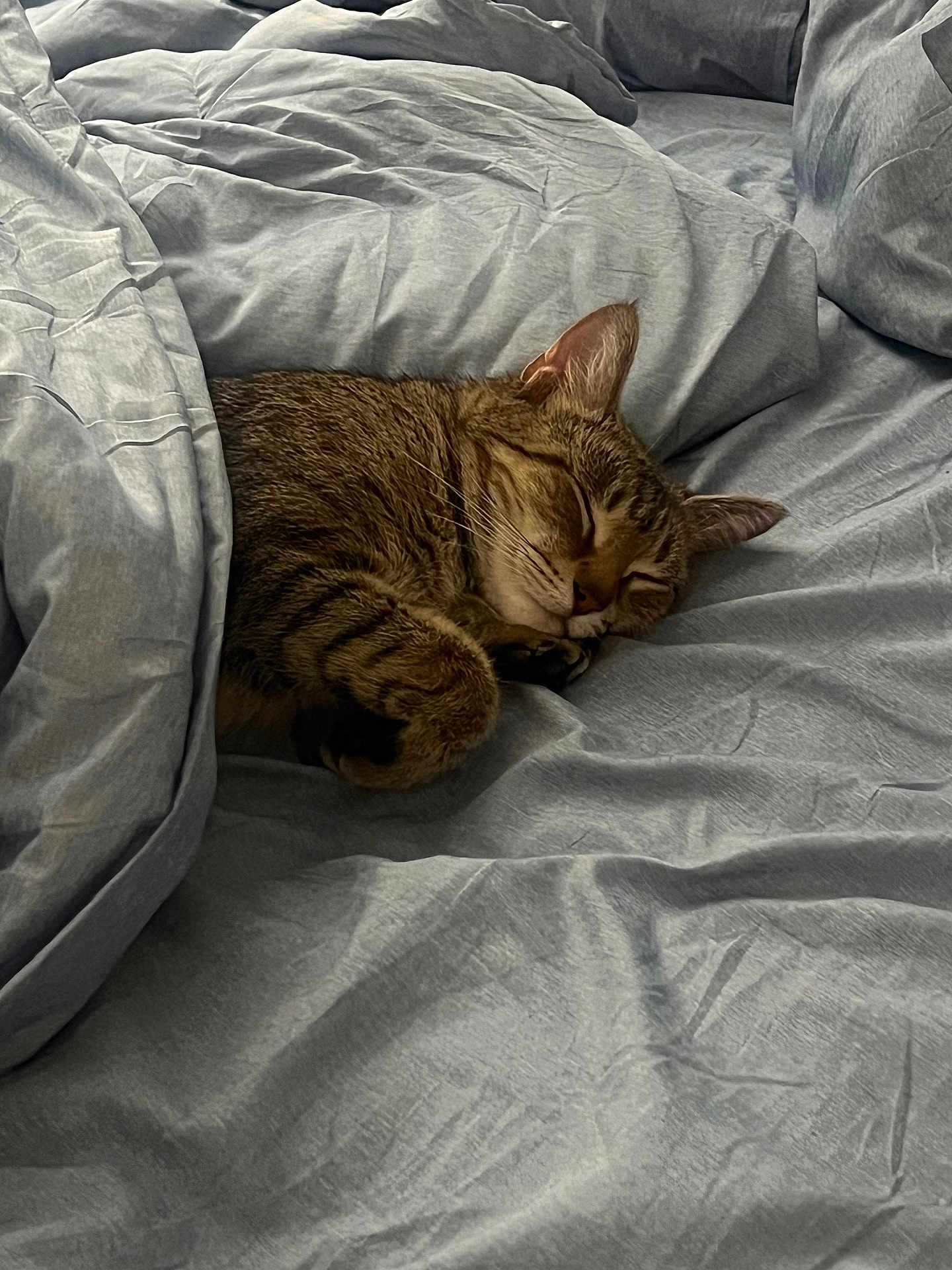 Molly Moo