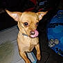 animal, blanket, brown_fur, carpet, chihuahua, close_up, cute, dog, domestic, fan, flash, home, indoor, paw, pee_pad, pet, small_dog, standing, tongue, tongue_out