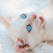 Minotaure a rejoint le concours — aidez-le/la à gagner de superbes lots ! cat, white_cat, blue_eyes, close_up, pet, feline, fluffy, whiskers, cute, lying_down, soft_texture, domestic_cat, playful, animal, fur, pink_nose, ears, relaxed, indoor, cozy