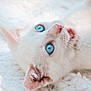 cat, white_cat, blue_eyes, close_up, pet, feline, fluffy, whiskers, cute, lying_down, soft_texture, domestic_cat, playful, animal, fur, pink_nose, ears, relaxed, indoor, cozy