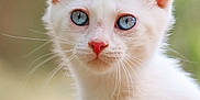 Minotaure a rejoint le concours — aidez-le/la à gagner de superbes lots ! cat, kitten, white_cat, blue_eyes, close_up, portrait, animal, pet, whiskers, fur, cute, young, pink_nose, ears, outdoor, nature, soft_light, curious, feline, small