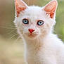 cat, kitten, white_cat, blue_eyes, close_up, portrait, animal, pet, whiskers, fur, cute, young, pink_nose, ears, outdoor, nature, soft_light, curious, feline, small