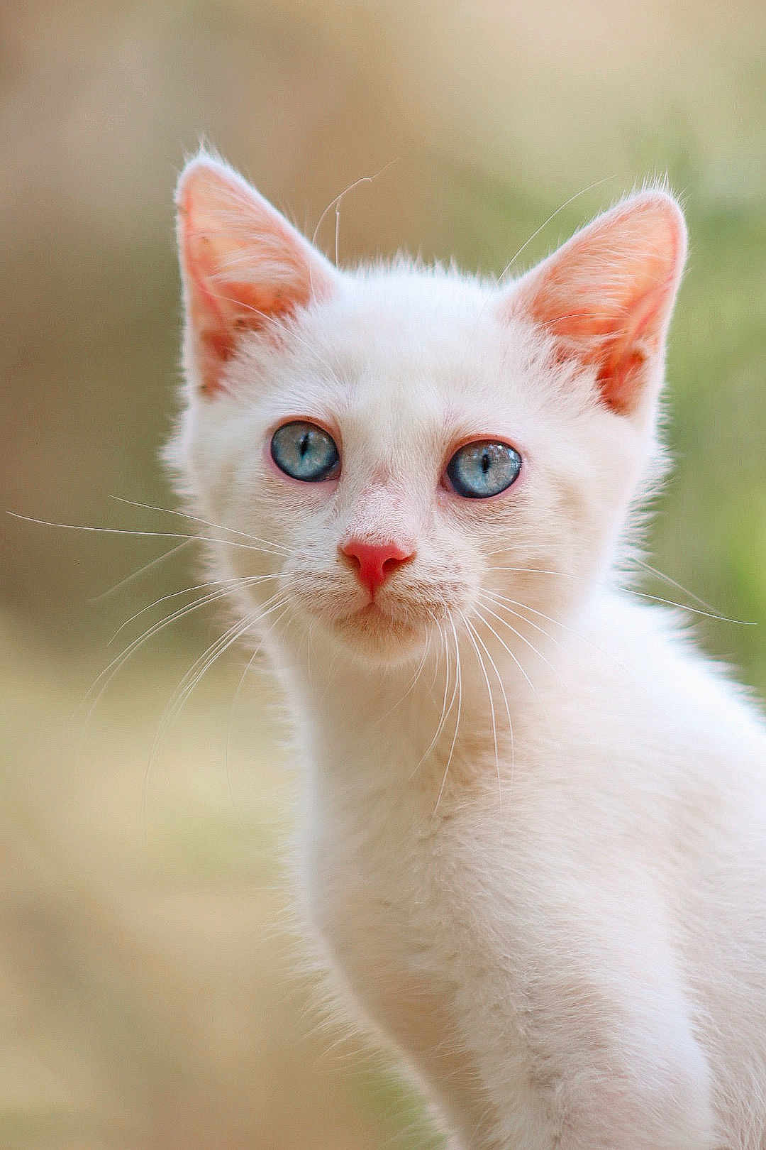 Minotaure a rejoint le concours — aidez-le/la à gagner de superbes lots ! cat, kitten, white_cat, blue_eyes, close_up, portrait, animal, pet, whiskers, fur, cute, young, pink_nose, ears, outdoor, nature, soft_light, curious, feline, small