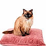cat, fluffy, pet, animal, sitting, pink_cushion, feline, indoor, portrait, cute, long_hair, domestic_cat, relaxed, cozy, white_background, collar, ears, tail, whiskers, soft