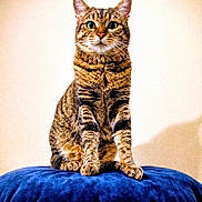 Zazou a rejoint le concours — aidez-le/la à gagner de superbes lots ! cat, tabby, sitting, blue_cushion, indoor, pet, feline, fur, whiskers, ears, eyes, paws, domestic_animal, cute, animal_portrait, soft_light, cozy, background, furniture, resting