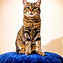 cat, tabby, sitting, blue_cushion, indoor, pet, feline, fur, whiskers, ears, eyes, paws, domestic_animal, cute, animal_portrait, soft_light, cozy, background, furniture, resting