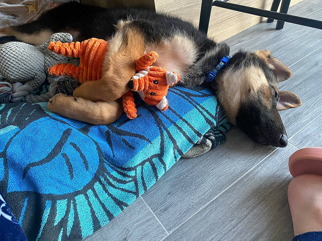 Tayko a rejoint le concours — aidez-le/la à gagner de superbes lots ! canidae, carnivore, collar, comfort, companion_dog, dog_breed, electric_blue, fawn, felidae, fur, leash, leisure, linens, nap, paw, recreation, sleep, small_to_medium_sized_cats, sporting_group, tail