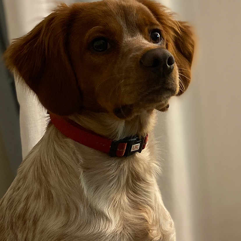 Uguette a rejoint le concours — aidez-le/la à gagner de superbes lots ! alert, animal, blanket, brown_fur, close-up, companion, cozy, curtains, cute, dog, domestic, furry, indoor, looking_away, pet, portrait, red_collar, seated, soft_light, white_fur