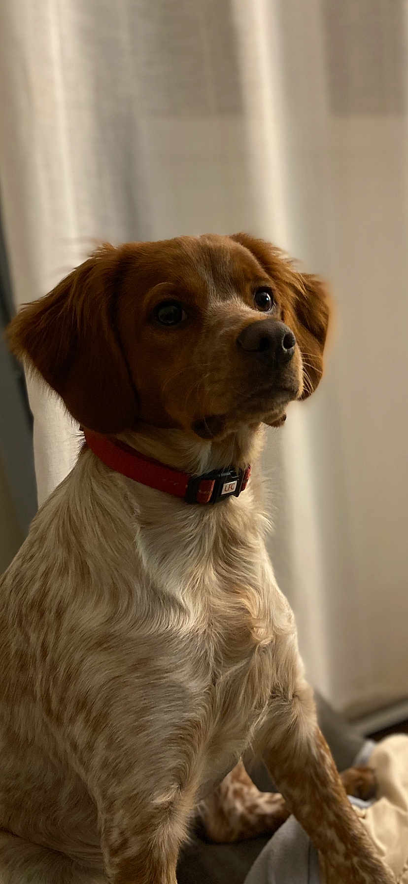 Uguette a rejoint le concours — aidez-le/la à gagner de superbes lots ! dog, pet, animal, indoor, red_collar, brown_fur, white_fur, curtains, blanket, seated, close-up, portrait, looking_away, soft_light, cozy, companion, furry, cute, domestic, alert