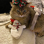 Lucky participe au concours pour gagner de l'argent avec cette photo : cat, tabby, plush_toy, snowman, holiday, festive, hat, pet, cozy, blanket, indoor, fur, resting, cute, animal, domestic_cat, whiskers, ears, relaxed, toy