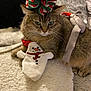 cat, tabby, plush_toy, snowman, holiday, festive, hat, pet, cozy, blanket, indoor, fur, resting, cute, animal, domestic_cat, whiskers, ears, relaxed, toy