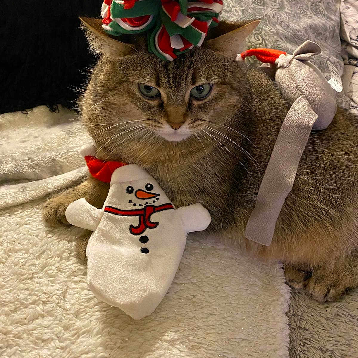 Lucky participe au concours pour gagner de l'argent avec cette photo : animal, blanket, cat, cozy, cute, domestic_cat, ears, festive, fur, hat, holiday, indoor, pet, plush_toy, relaxed, resting, snowman, tabby, toy, whiskers