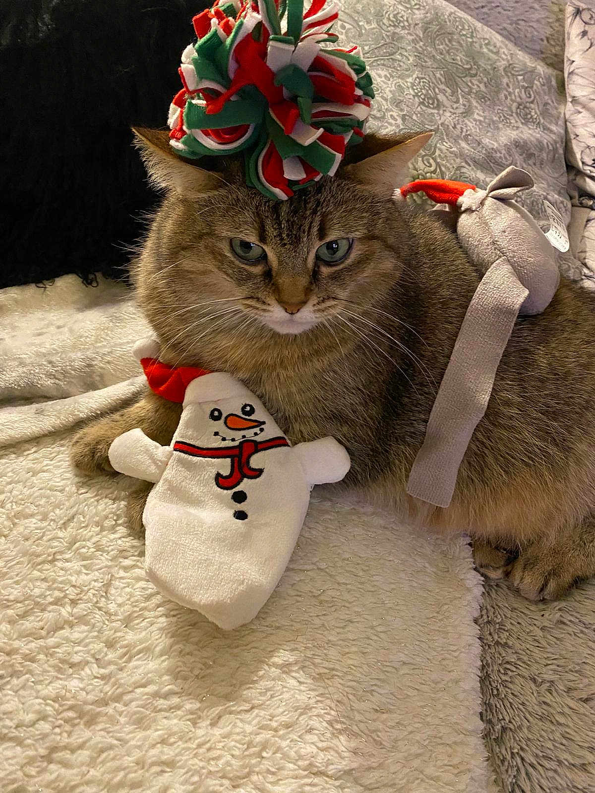 Lucky participe au concours pour gagner de l'argent avec cette photo : cat, tabby, plush_toy, snowman, holiday, festive, hat, pet, cozy, blanket, indoor, fur, resting, cute, animal, domestic_cat, whiskers, ears, relaxed, toy