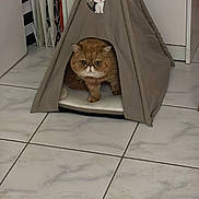 Kiki participe au concours pour gagner de l'argent avec cette photo : cat, pet_tent, indoor, floor_tiles, brown_cat, cute, grumpy_cat, cartoon_cat, teepee, cozy, books, furniture, home, animal, pet, resting, small_space, cute_pet, whiskers, ears
