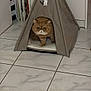 cat, pet_tent, indoor, floor_tiles, brown_cat, cute, grumpy_cat, cartoon_cat, teepee, cozy, books, furniture, home, animal, pet, resting, small_space, cute_pet, whiskers, ears