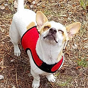 Molly Bell joined the competition — help win amazing prizes! animal, canine, close_eyes, daylight, dog, ears_up, fur, grass, happy, leaves, nature, outdoor, pet, red_harness, small_dog, snout, standing, sunlight, tan_dog, white_dog