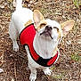animal, canine, close_eyes, daylight, dog, ears_up, fur, grass, happy, leaves, nature, outdoor, pet, red_harness, small_dog, snout, standing, sunlight, tan_dog, white_dog