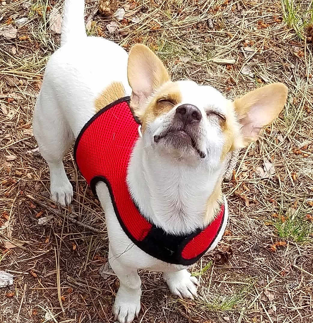 Molly Bell joined the competition — help win amazing prizes! animal, canine, close_eyes, daylight, dog, ears_up, fur, grass, happy, leaves, nature, outdoor, pet, red_harness, small_dog, snout, standing, sunlight, tan_dog, white_dog