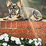 dog, french_bulldog, brick_wall, flowers, white_flowers, outdoor, sunlight, pet, canine, resting, animal, garden, plants, nature, portrait, cute, ears, muzzle, paw, relaxed