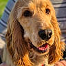 dog, golden_retriever, close_up, portrait, happy, smiling, ears, fur, black_nose, tongue, pet, animal, outdoor, person_holding, striped_clothing, blurred_background, warm_light, friendly, canine, companion