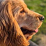 Alba participe au concours pour gagner de l'argent avec cette photo : animal, canine, close_up, companion, dog, ears, friendly, fur, golden_retriever, grass, looking_away, muzzle, nature, outdoor, pet, portrait, side_profile, sunlight, tongue, warm_light
