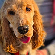 Alba participe au concours pour gagner de l'argent avec cette photo : animal, blurred_background, canine, close_up, cocker_spaniel, companion, cute, dog, domestic_animal, ears, friendly, fur, golden_retriever, mammal, nose, outdoor, pet, portrait, snout, tongue_out