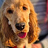 dog, golden_retriever, cocker_spaniel, tongue_out, close_up, pet, animal, fur, ears, snout, nose, cute, domestic_animal, friendly, mammal, outdoor, blurred_background, portrait, canine, companion