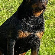 Alma a rejoint le concours — aidez-le/la à gagner de superbes lots ! animal, attentive, black_and_tan, close_up, dog, domestic_animal, ears, fur, grass, mammal, muzzle, nature, outdoor, paws, pet, portrait, rottweiler, sitting, sunny, wet_fur