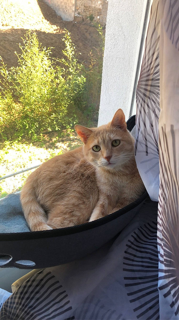 Paco participe au concours pour gagner de l'argent avec cette photo : asian, british_shorthair, burmese, burmilla, carnivore, cat, domestic_short_haired_cat, european_shorthair, fawn, felidae, fur, german_rex, kitten, mammal, small_to_medium_sized_cats, tabby_cat, tonkinese, whiskers, window