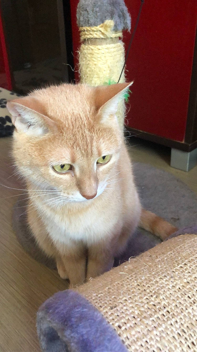 Paco a rejoint le concours — aidez-le/la à gagner de superbes lots ! aegean_cat, asian, australian_mist, burmilla, carnivore, cat, domestic_short_haired_cat, european_shorthair, fawn, felidae, german_rex, javanese, kitten, mammal, ojos_azules, small_to_medium_sized_cats, tabby_cat, turkish_angora, vertebrate, whiskers