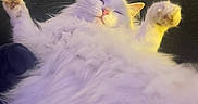 Bianca a rejoint le concours — aidez-le/la à gagner de superbes lots ! background, cat, clothing, cozy, cute, domestic_animal, fabric, feline, fluffy, fur, hanger, indoor, lying_down, paws_up, pet, relaxed, resting, sleepy, soft_lighting, white_cat