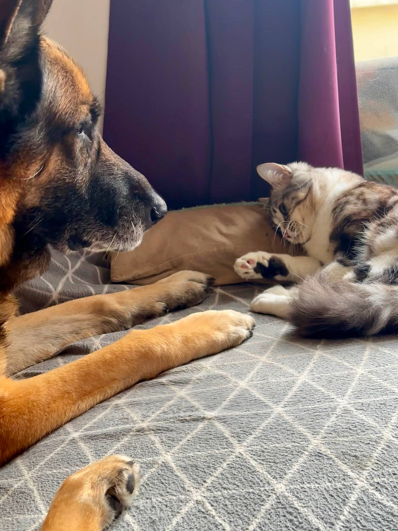 Ghost a rejoint le concours — aidez-le/la à gagner de superbes lots ! canidae, carnivore, cat, comfort, companion_dog, couch, curtain, dog, dog_breed, dog_supply, domestic_short_haired_cat, fawn, felidae, flooring, fur, grey, paw, snout, terrestrial_animal, whiskers