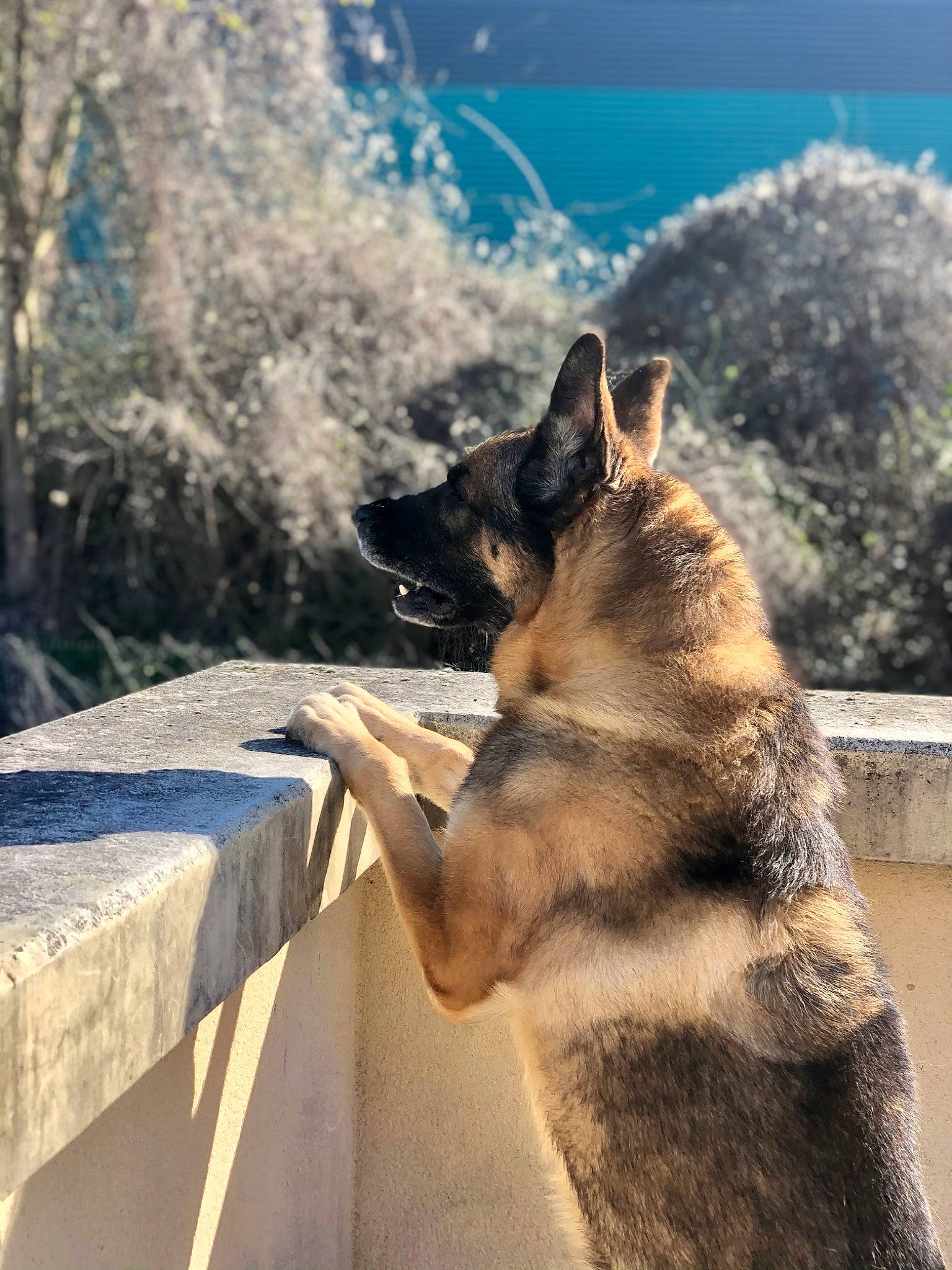 Ghost a rejoint le concours — aidez-le/la à gagner de superbes lots ! canidae, carnivore, collar, companion_dog, dog, dog_breed, fawn, felidae, fur, herding_dog, sky, small_to_medium_sized_cats, snout, sporting_group, tail, terrestrial_animal, tree, whiskers, wildlife, wood