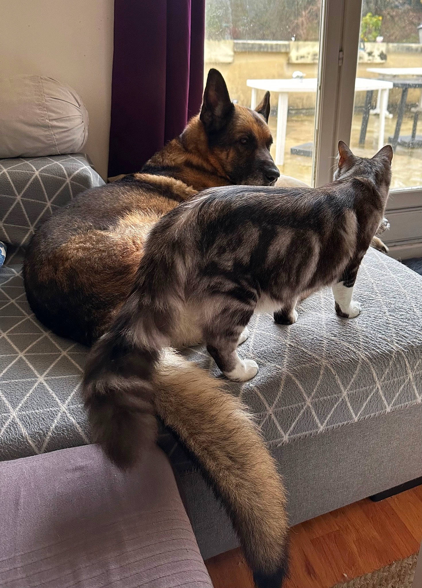 Coton a rejoint le concours — aidez-le/la à gagner de superbes lots ! canidae, carnivore, cat, comfort, domestic_short_haired_cat, fawn, felidae, floor, flooring, fur, grey, hardwood, living_room, nap, small_to_medium_sized_cats, snout, tail, whiskers, window, wood