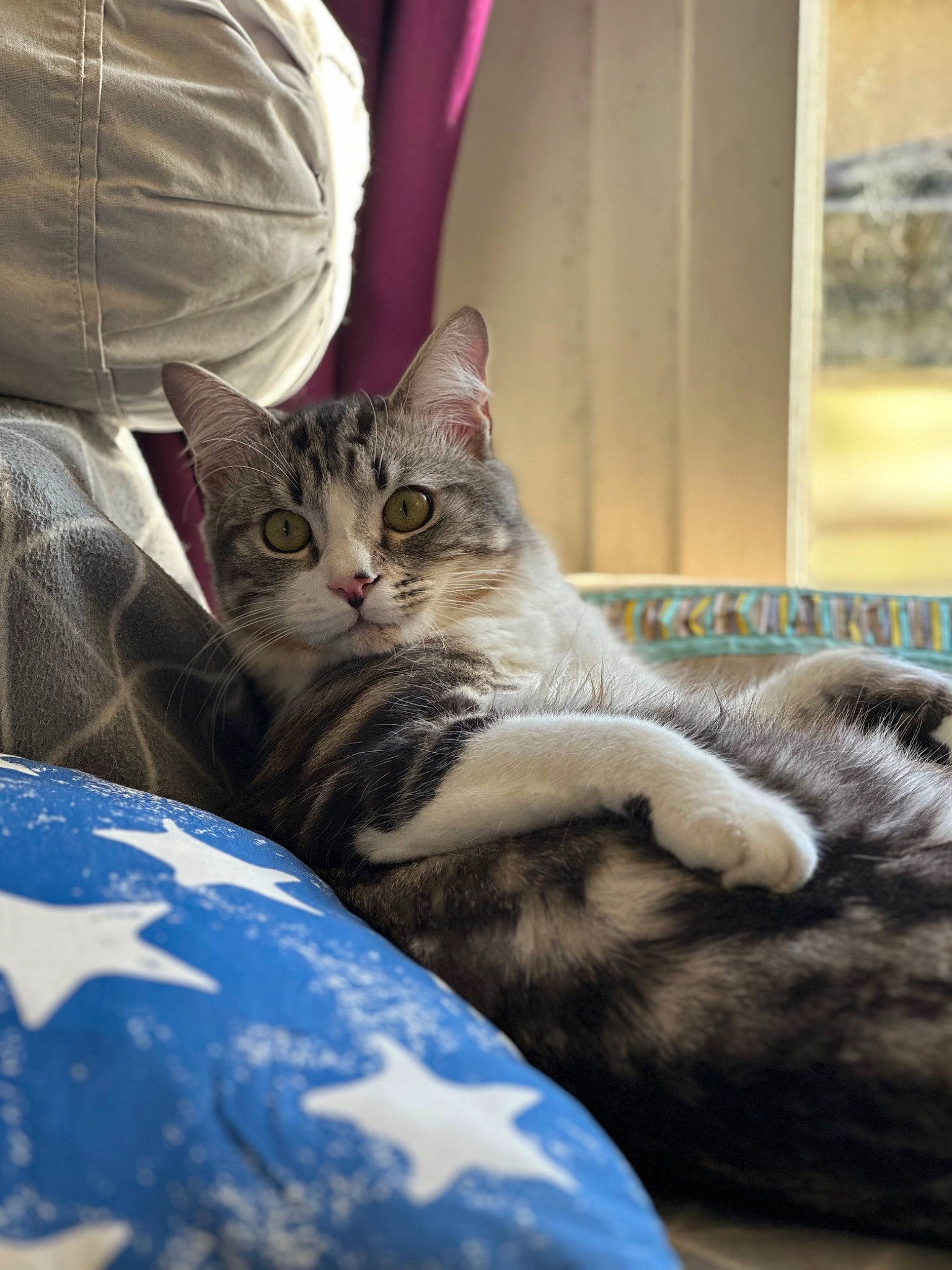 Coton participe au concours pour gagner de l'argent avec cette photo : carnivore, cat, claw, comfort, couch, domestic_short_haired_cat, felidae, fur, grey, linens, mammal, paw, sitting, sleeve, small_to_medium_sized_cats, snout, terrestrial_animal, tree, vertebrate, whiskers