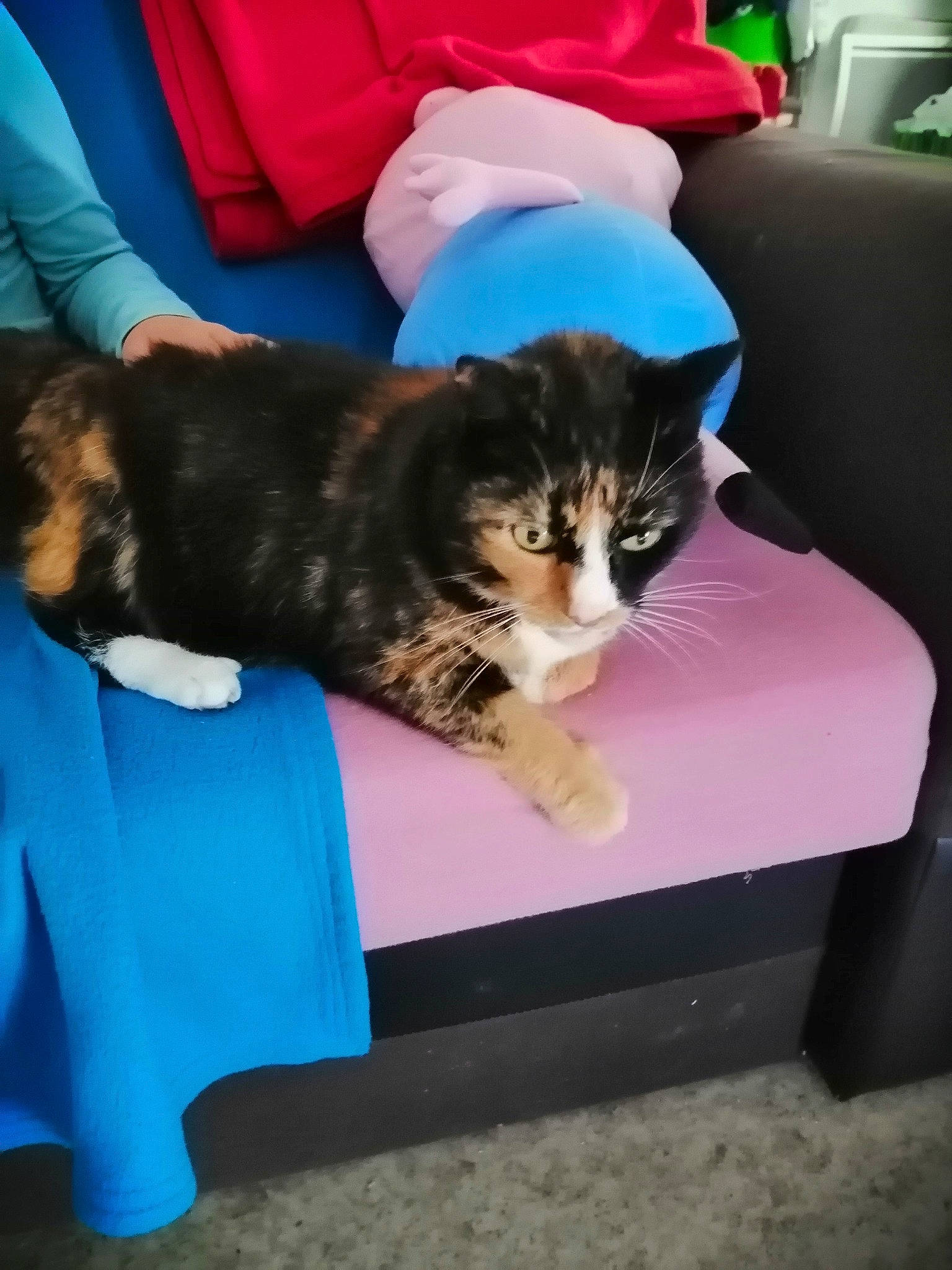 Tigresse participe au concours pour gagner de l'argent avec cette photo : box, carnivore, cat, comfort, companion_dog, couch, domestic_short_haired_cat, felidae, fur, furniture, lap, mammal, nap, rectangle, room, sitting, small_to_medium_sized_cats, tail, vertebrate, whiskers